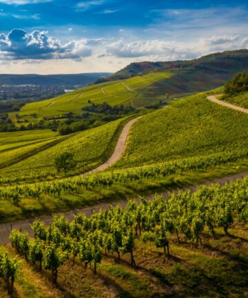 Beaujolais