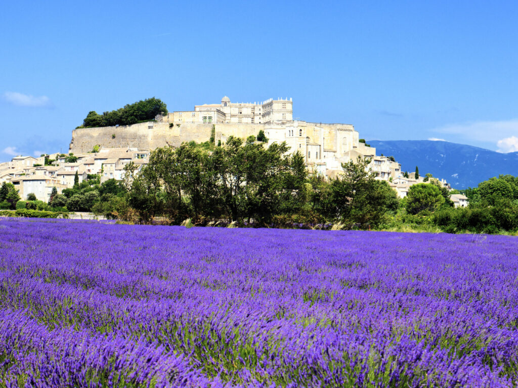 Grignan with lavender field, Departement Drome, Rhone-Alpes, France